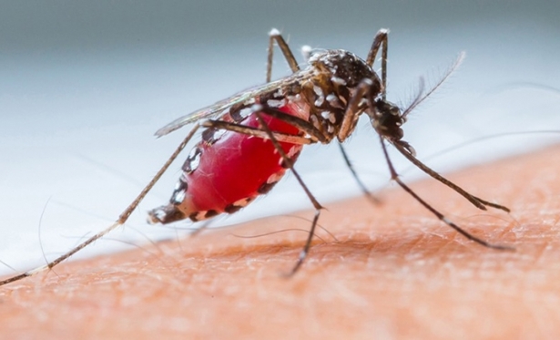 Paracatu já tem quase mil casos prováveis de dengue. Zika e Chikungunya também crescem na cidade